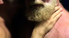 Hairy bears passionate kissing